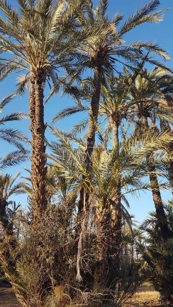 Très beau terrain  palmeraie 3 ha 3728m² en zone non constructible 