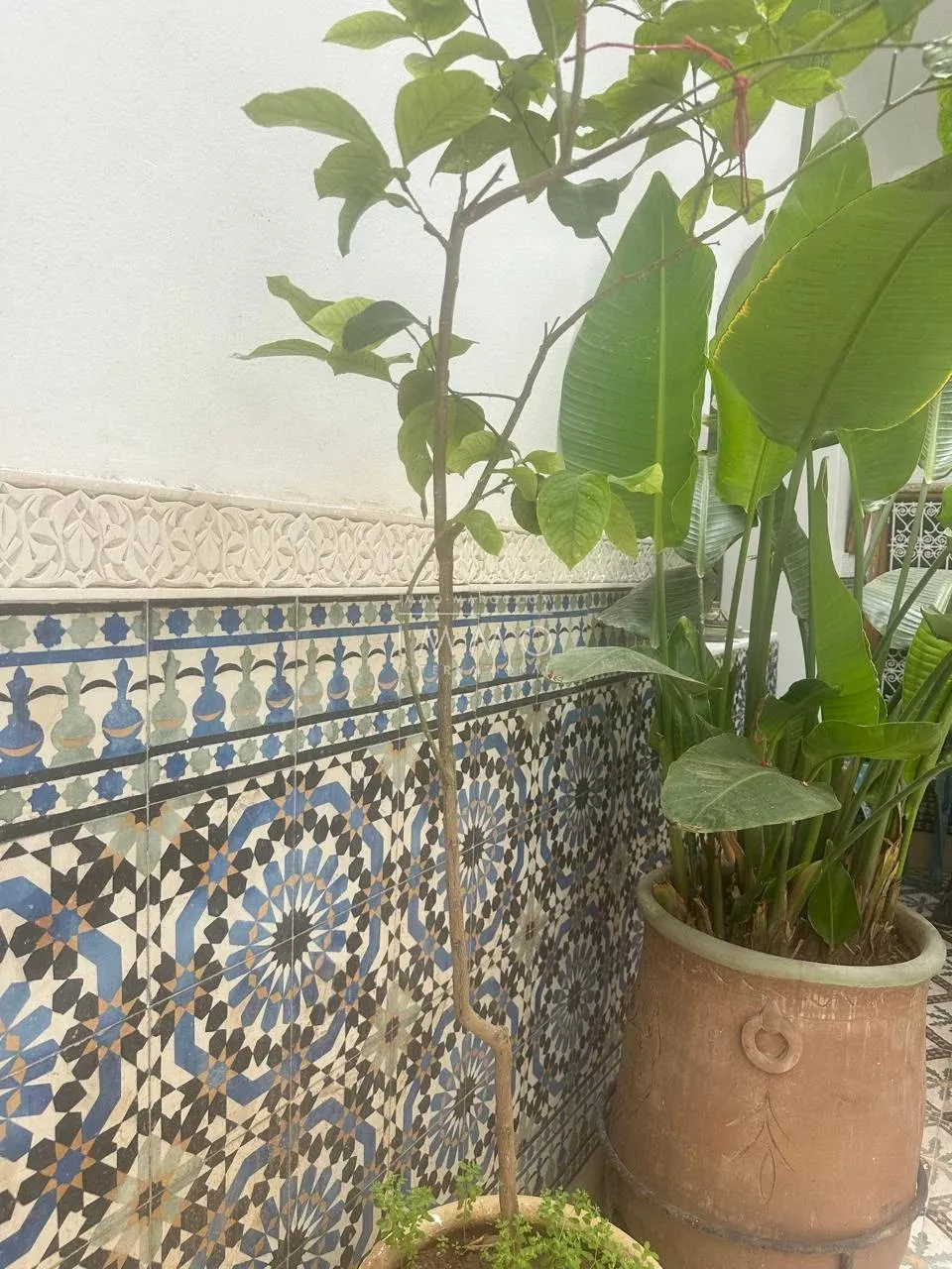 *À vendre : riad titré à rénover de 100 m² dans le quartier prisé de mouassine, à proximité du jardin secret !*