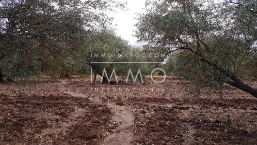 Land for sale Farm Marrakech Exterior Road Sidi Abdellah Ghiat