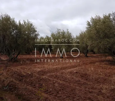 compra de tierras de cultivo Marrakech Exterior Ruta Sidi Abdallah Ghiat