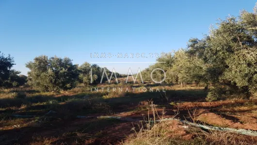 Land for sale Farm Marrakech Exterior Road Sidi Abdellah Ghiat