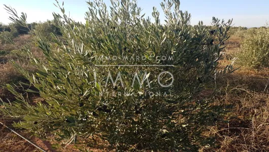 Sell ​​ground Farm Marrakech Exterior Road Sidi Abdellah Ghiat