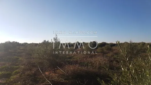 Sell ​​ground Farm Marrakech Exterior Road Sidi Abdellah Ghiat