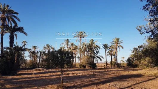 achat terrain Terrain a lotir Marrakech Palmeraie Bab Atlas