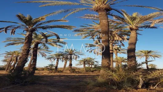 Terrain à vendre Terrain a lotir Marrakech Palmeraie Bab Atlas