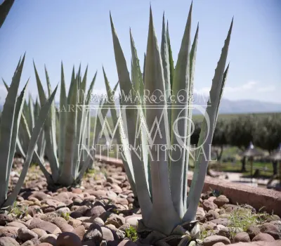 Villa à vendre Marocain épuré prestige Marrakech Extérieur Route Amizmiz