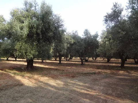achat terrain Terrain villa Marrakech Golfs Al Maaden