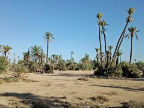 Vente terrain Terrain villa Marrakech Palmeraie Circuit Palmeraie