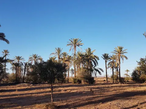 achat terrain Terrain a lotir Marrakech Palmeraie Bab Atlas