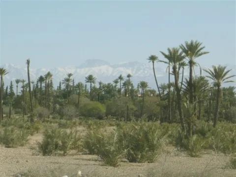 Terrain à vendre Terrain villa Marrakech Palmeraie