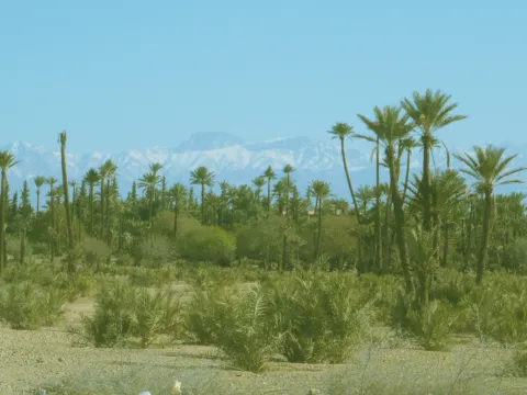 Vente terrain Terrain villa Marrakech Palmeraie Palmariva – Dar tounsi