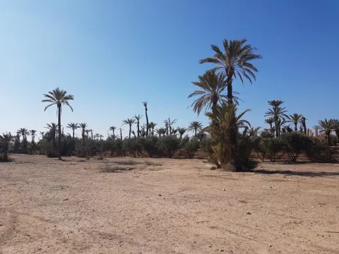 Terrain à vendre Terrain villa Marrakech Palmeraie Circuit Palmeraie